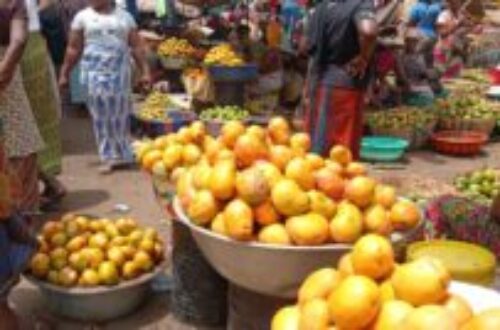 Article : Guinée : quand Matoto précipite la juteuse « saison des mangues » à Conakry